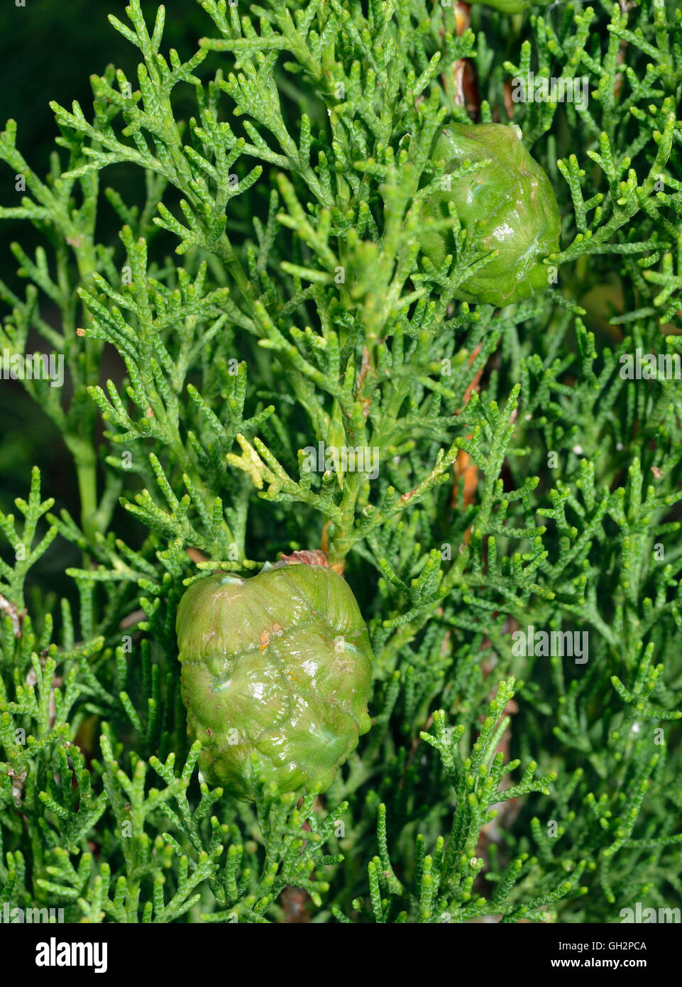 Mediterraneo cipresso - Cupressus sempervirens nuovi coni verdi Foto Stock