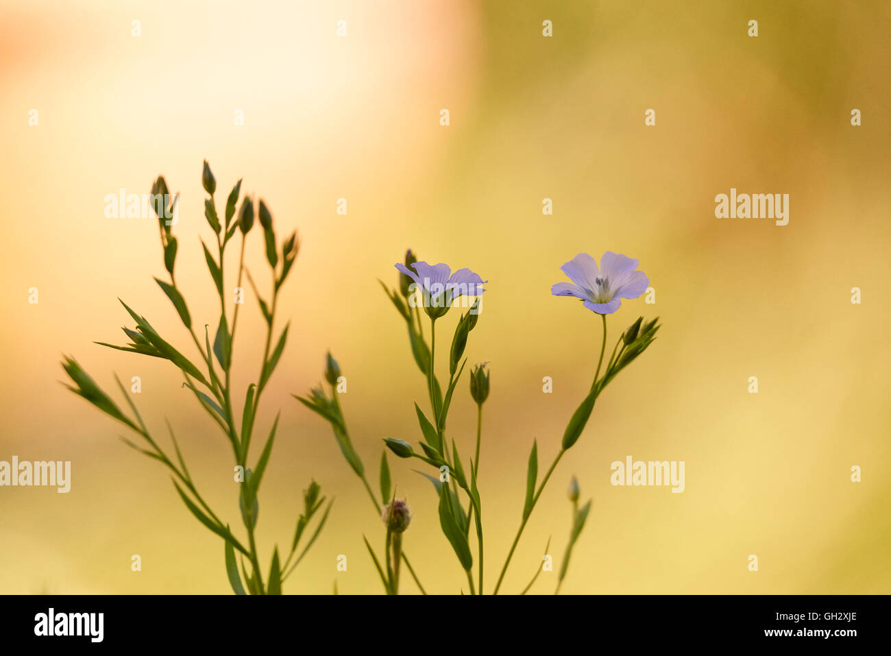 Broccoli blu nel cortile posteriore Foto Stock