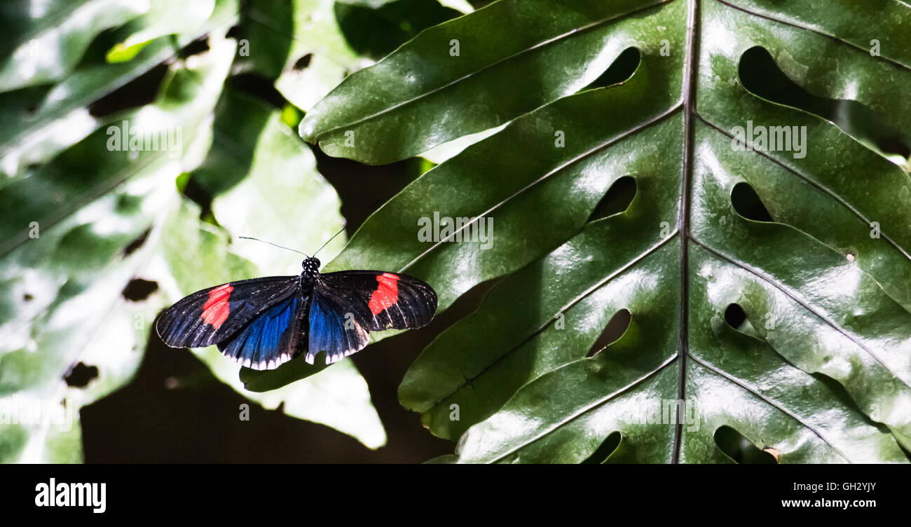 Un postino butterfly poggia su un lucido foglia verde. Foto Stock