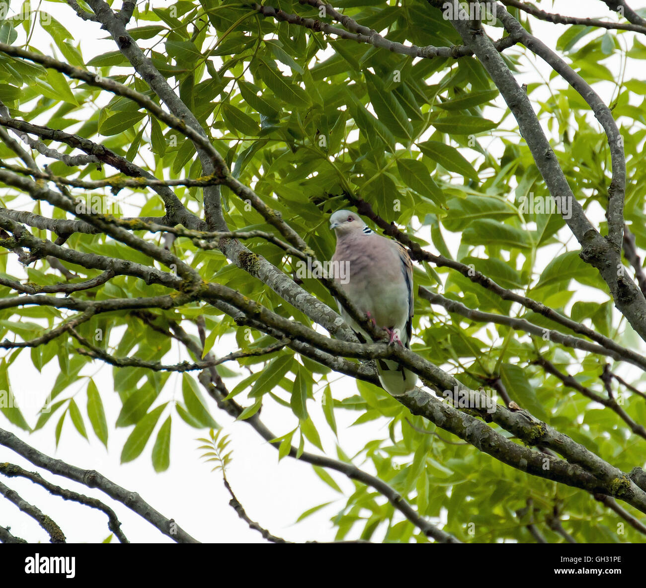 Per gli uccelli migratori Tortora nella struttura ad albero. Foto Stock