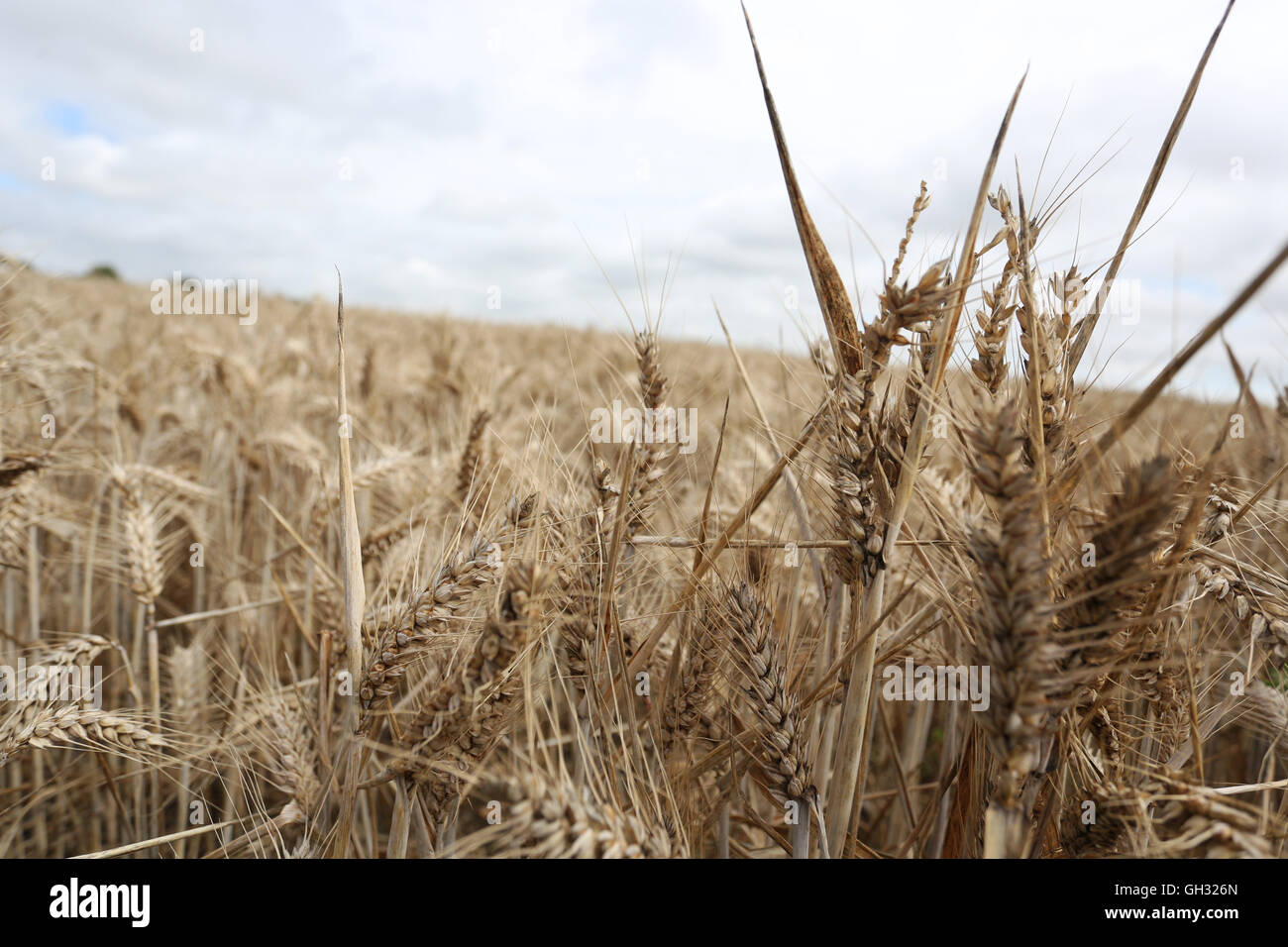 Il grano in un campo di Chichester, West Sussex, Regno Unito. Foto Stock