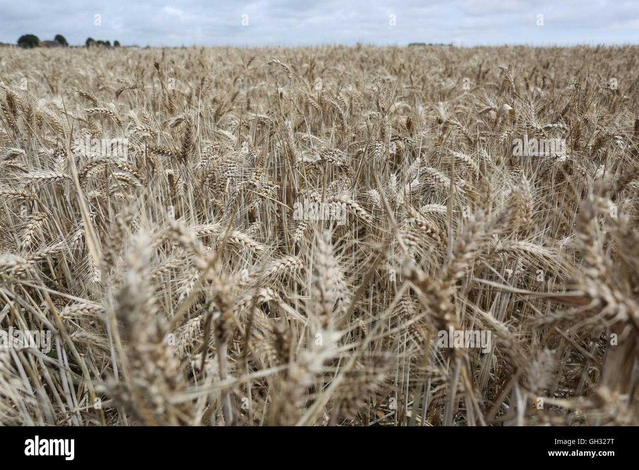 Il grano in un campo di Chichester, West Sussex, Regno Unito. Foto Stock