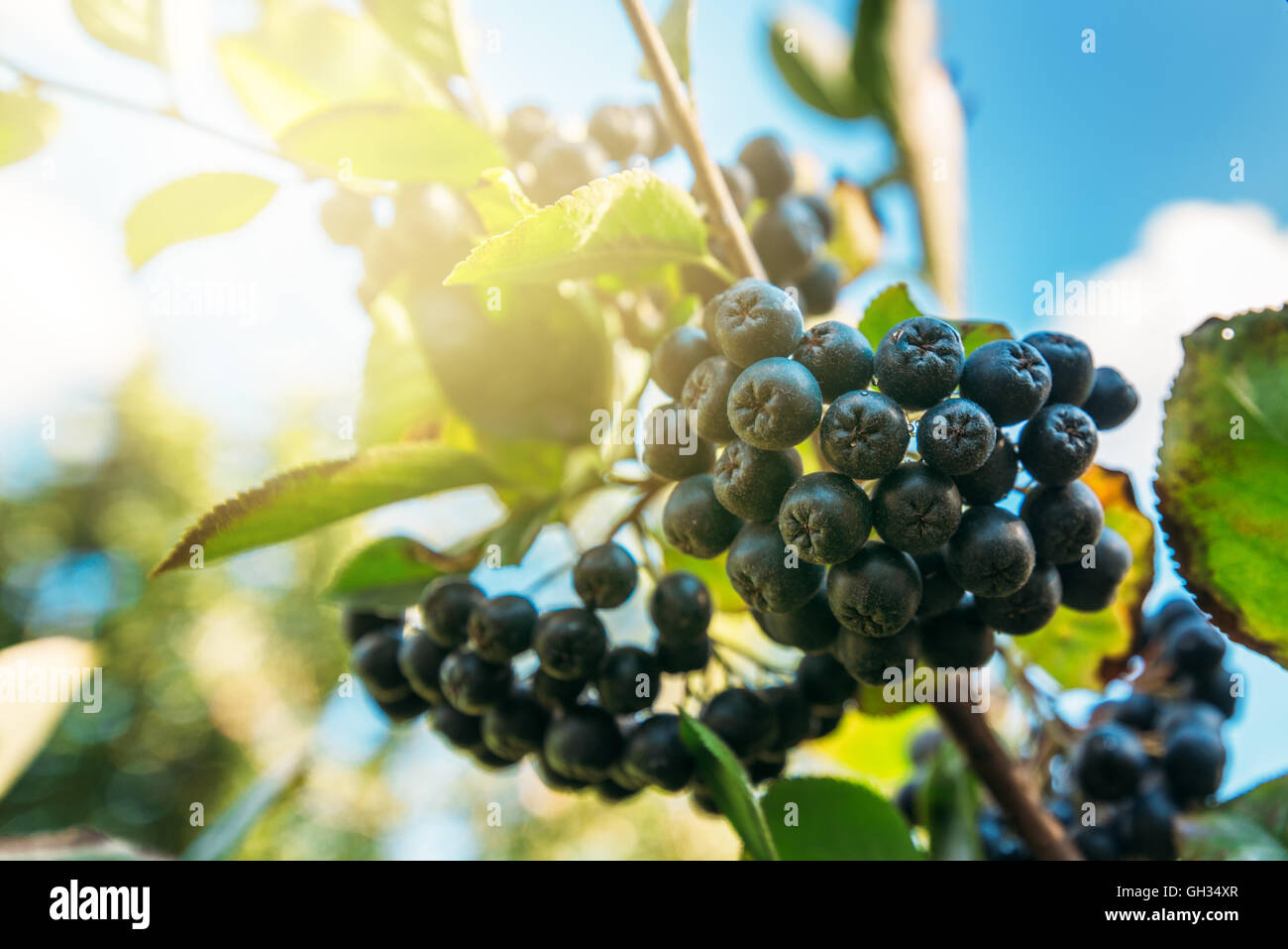 Fruttuoso aronia maturi frutti di bosco sul ramo, il fuoco selettivo Foto Stock