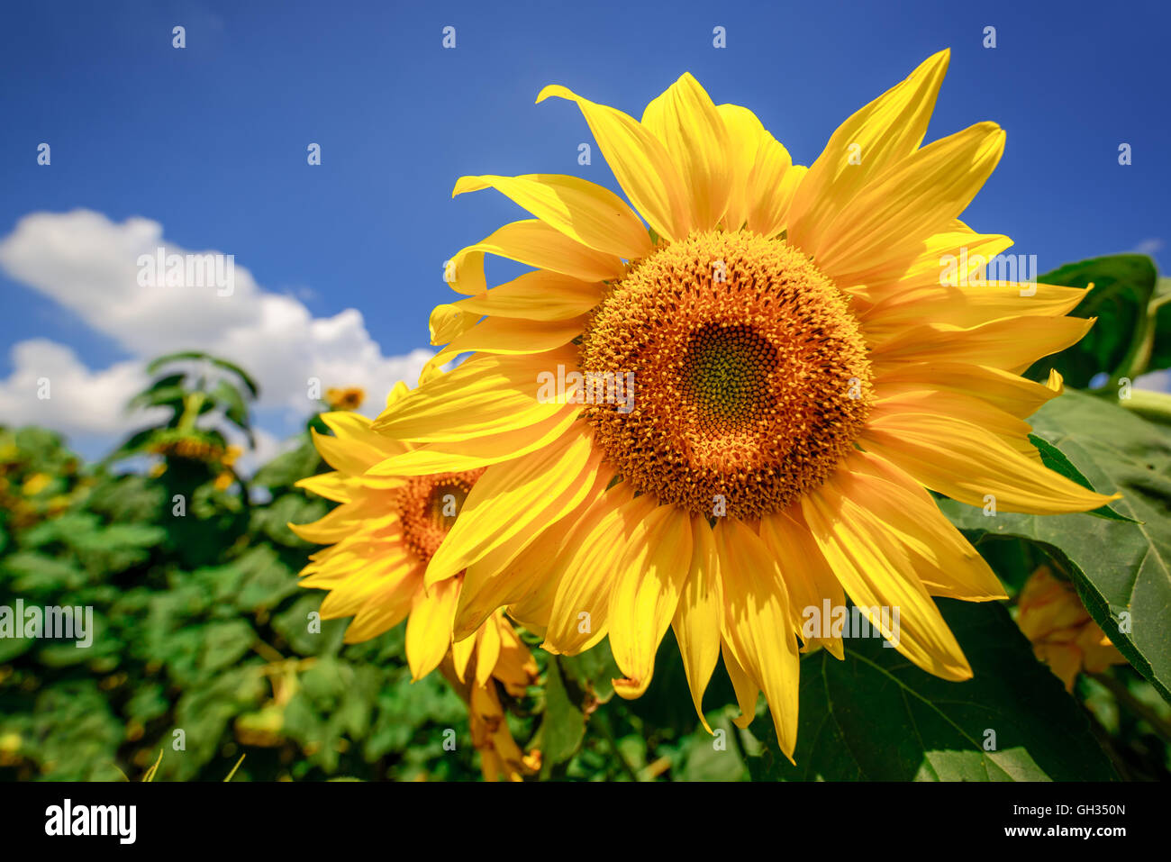 Fioritura di teste di semi di girasole coltivati in campo di coltivazione, il fuoco selettivo Foto Stock