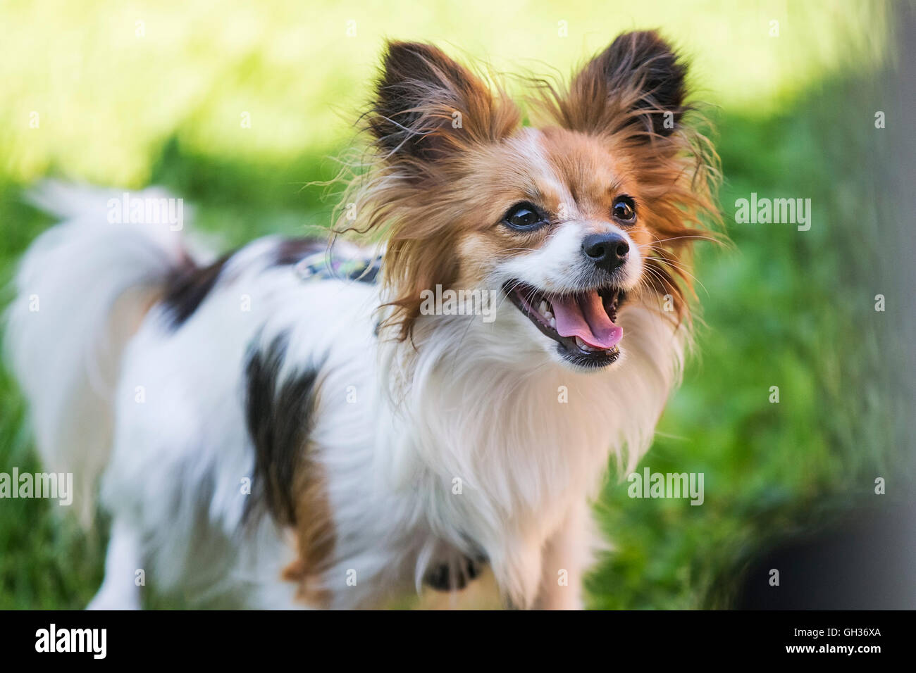 Ritratto di cane Papillon (Canis lupus familiaris) su uno sfondo di erba verde, vista frontale. Foto Stock