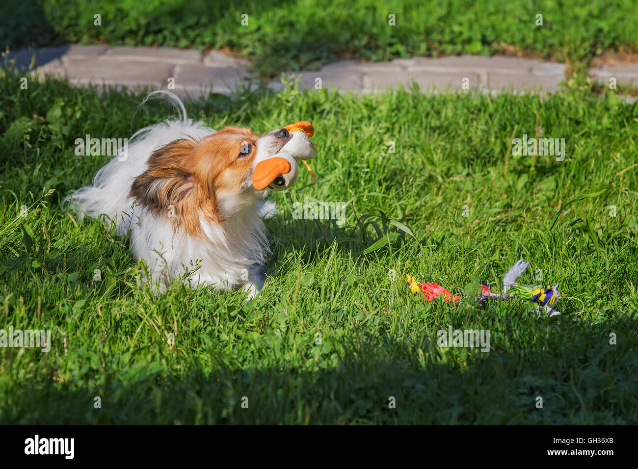 Papillon cane (Canis lupus familiaris) riproduzione di giocattoli di gomma sull'erba verde. Foto Stock