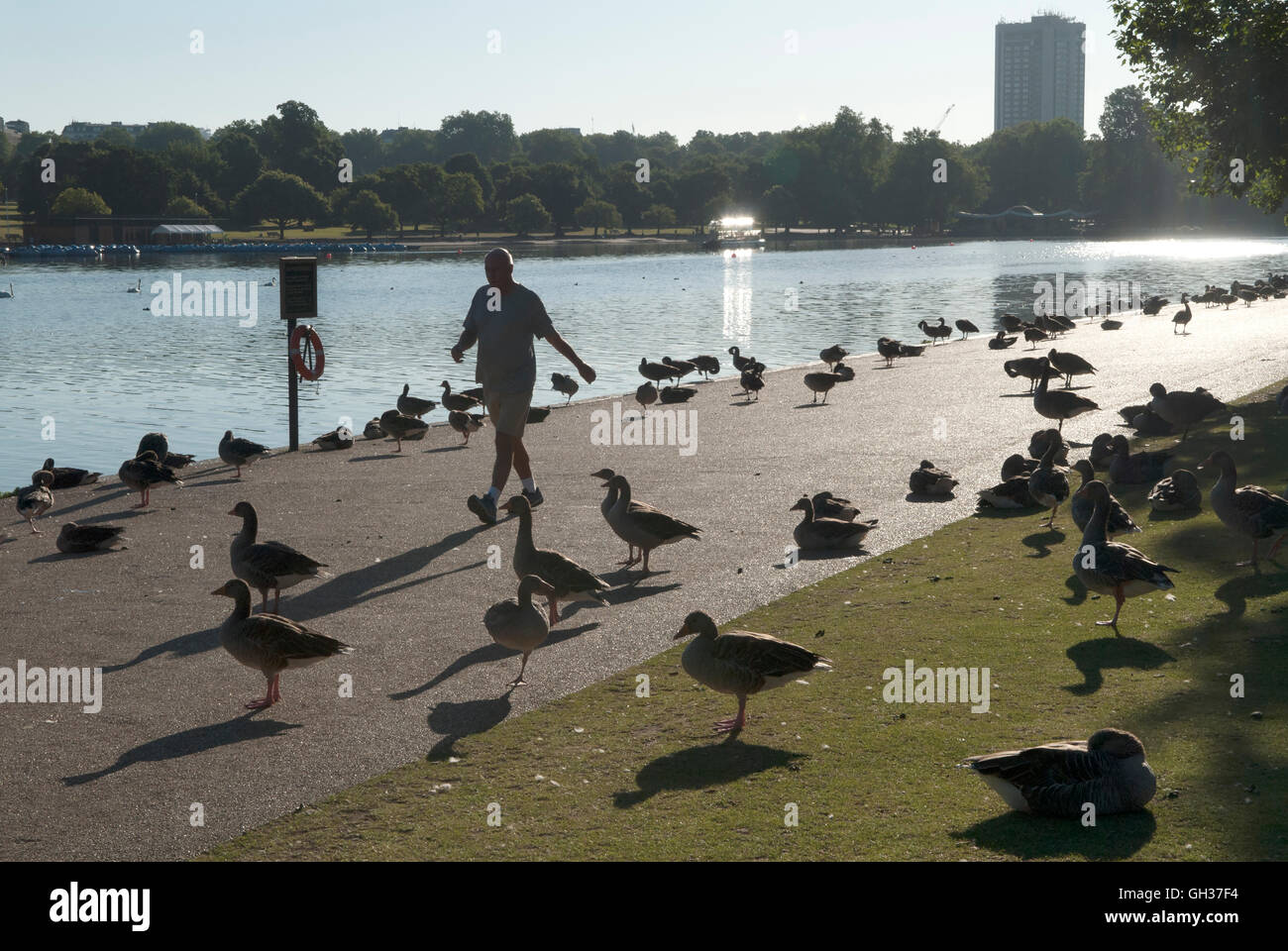 Hyde Park Serpentine Lake London. Uomo che si esercita accanto al lago di mattina presto. Hotel Hilton in lontananza. 2016 2010s Regno Unito HOMER SYKES Foto Stock