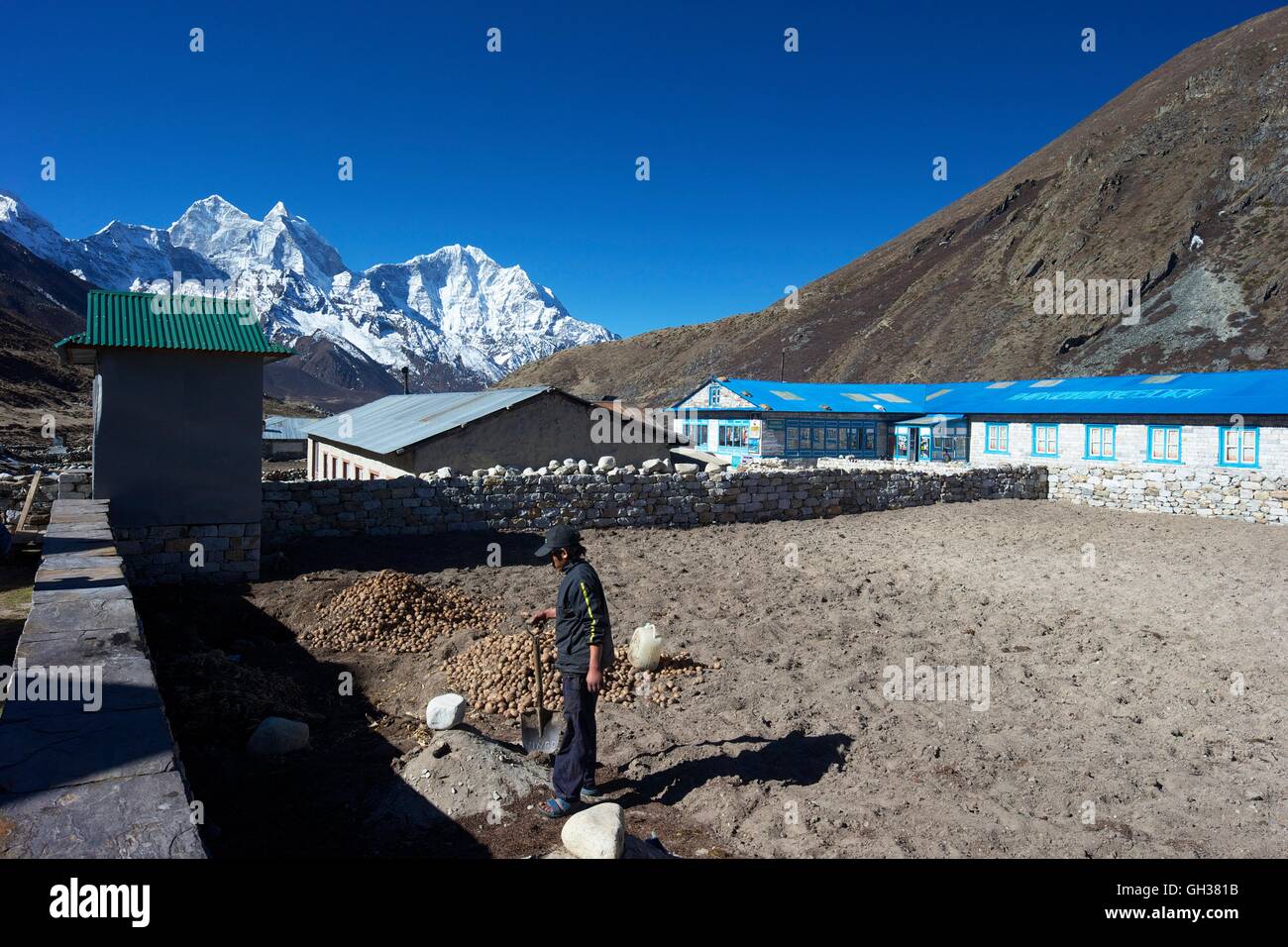 Uomo di patate di scavo nel villaggio di Pheriche con Ama Dablam dietro, il Parco Nazionale di Sagarmatha, Solukhumbu quartiere, Nepal, Asia Foto Stock