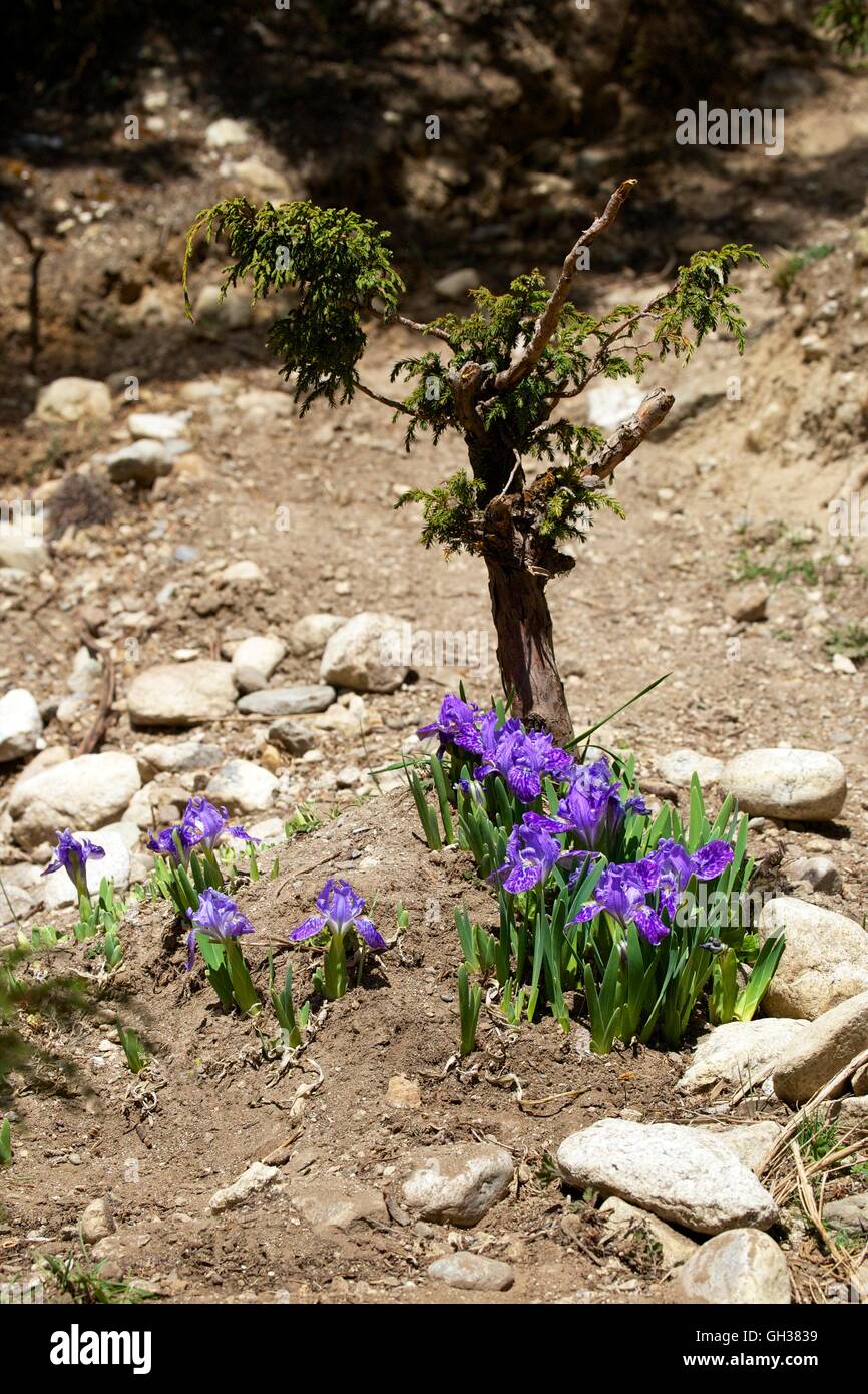 Iris himalayana, Iris Decora, crescendo vicino a Tengboche, Parco Nazionale di Sagarmatha, Solukhumbu quartiere, Nepal, Asia Foto Stock