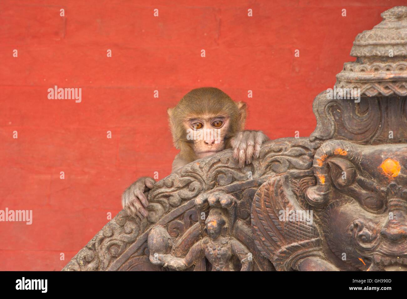 Rhesus Macaque scimmia bambino su antico santuario, Swayambhunath Stupa o Monkey Temple, Kathmandu, Nepal, Asia Foto Stock