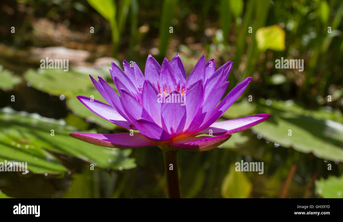 Un vibrante viola lily che fiorisce in un stagno. Foto Stock