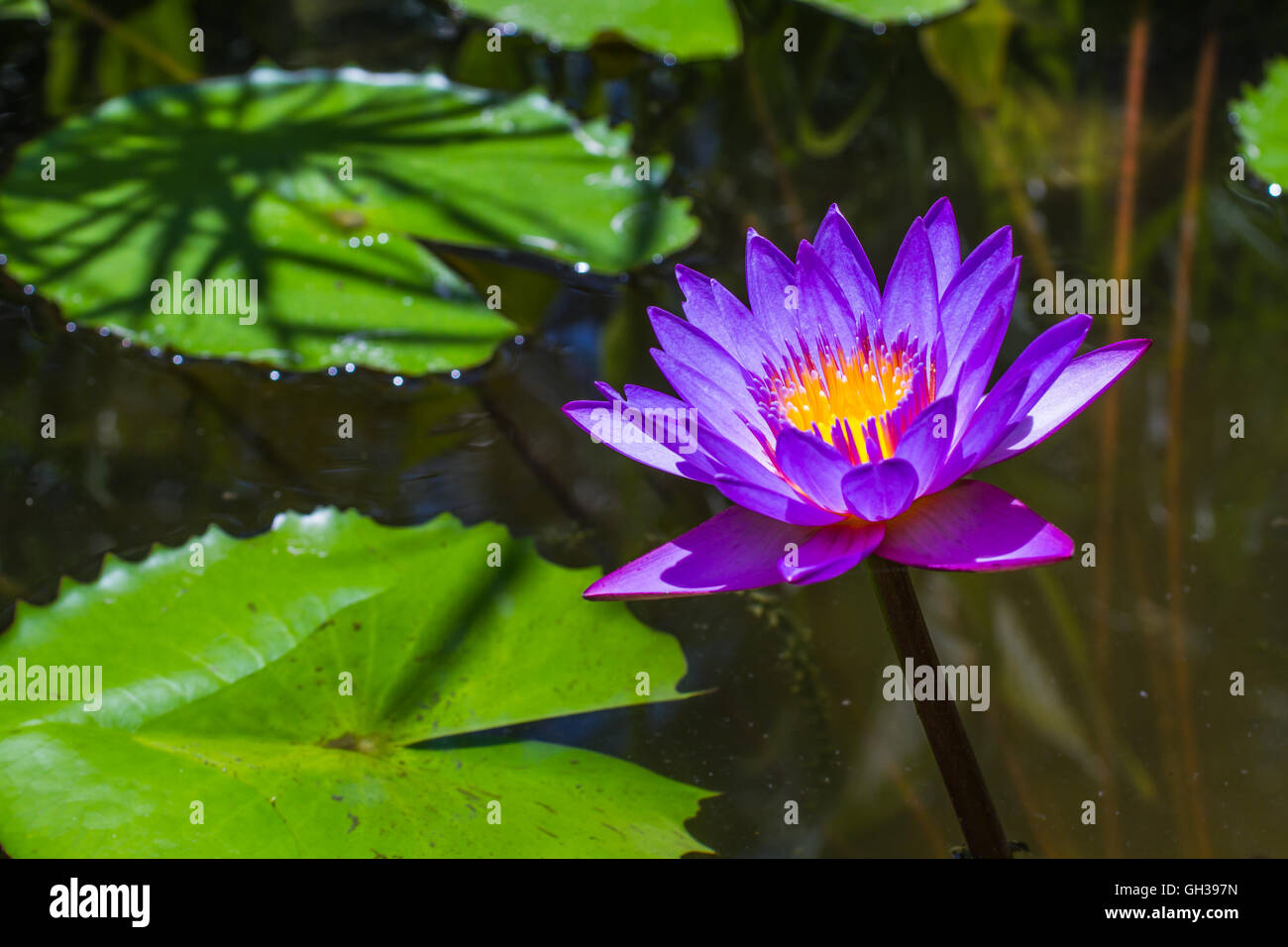 Un vibrante viola lily che fiorisce in un stagno. Foto Stock