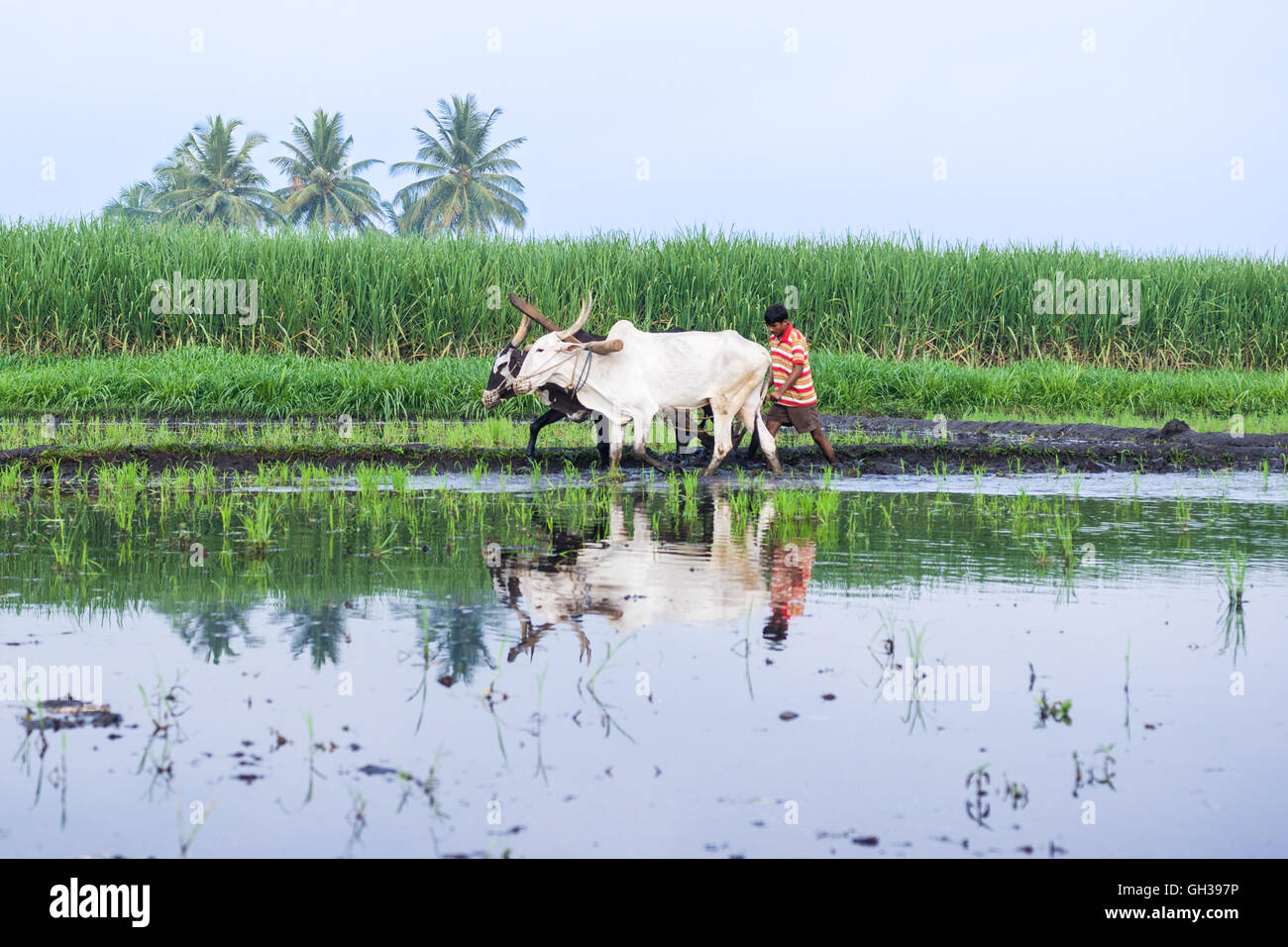 Un giovane agricoltore arando il suo riso paddy con un paio di buoi. Foto Stock