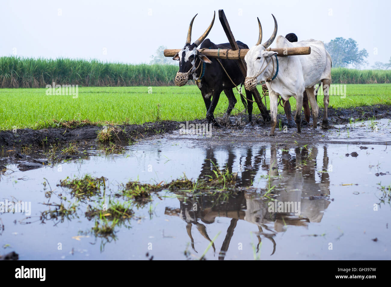 Un contadino ara il suo campo con un paio di buoi in preparazione per il riso piantagione in India Foto Stock