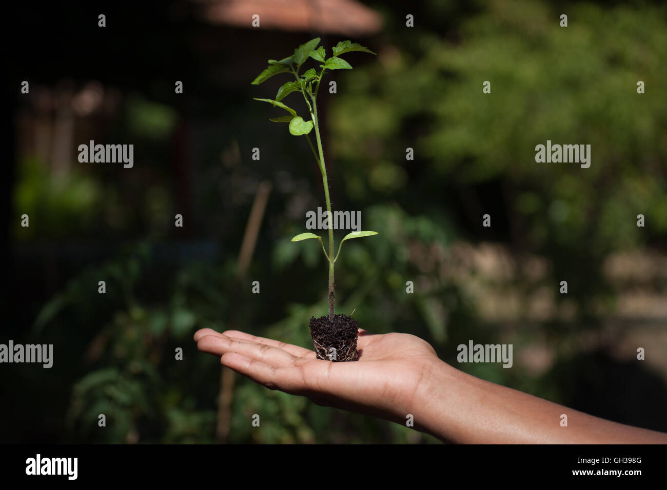 Una immagine concettuale di un giovane mano che tiene un nuovo impianto germinati. Foto Stock