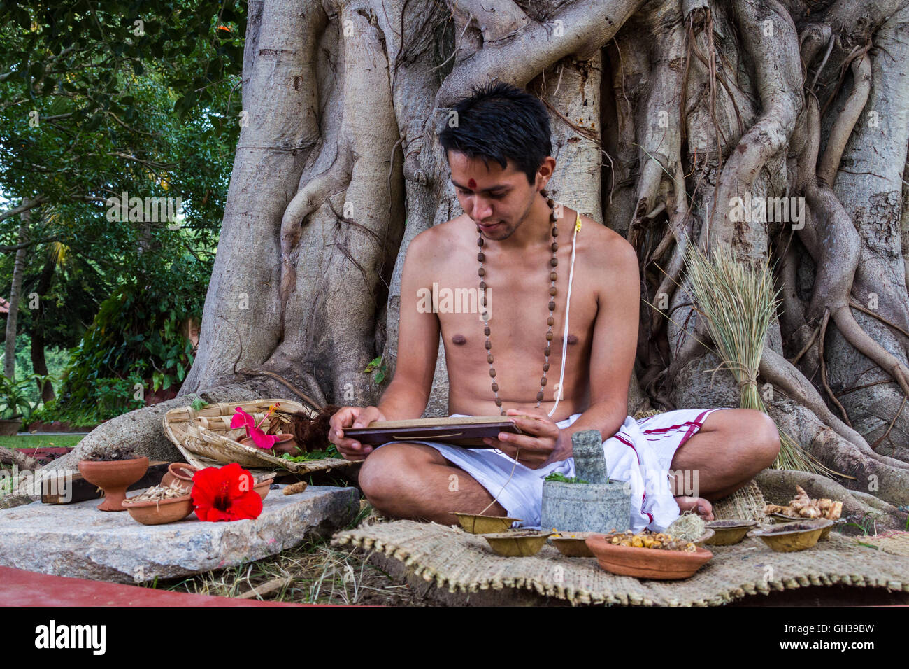 Un tradizionale giovani medico ayurvedico la lettura di un antico palm-foglia di scorrere sulla medicina naturale. Foto Stock