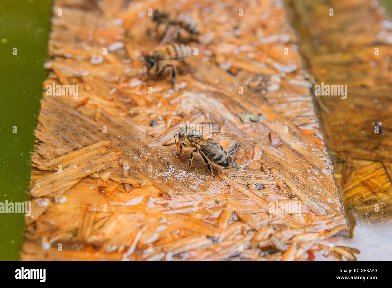 Api laboriose, vista ravvicinata della lavorazione le api. Tavola in legno galleggiante sull'acqua. Le api da vicino che mostra gli animali di acqua potabile Foto Stock