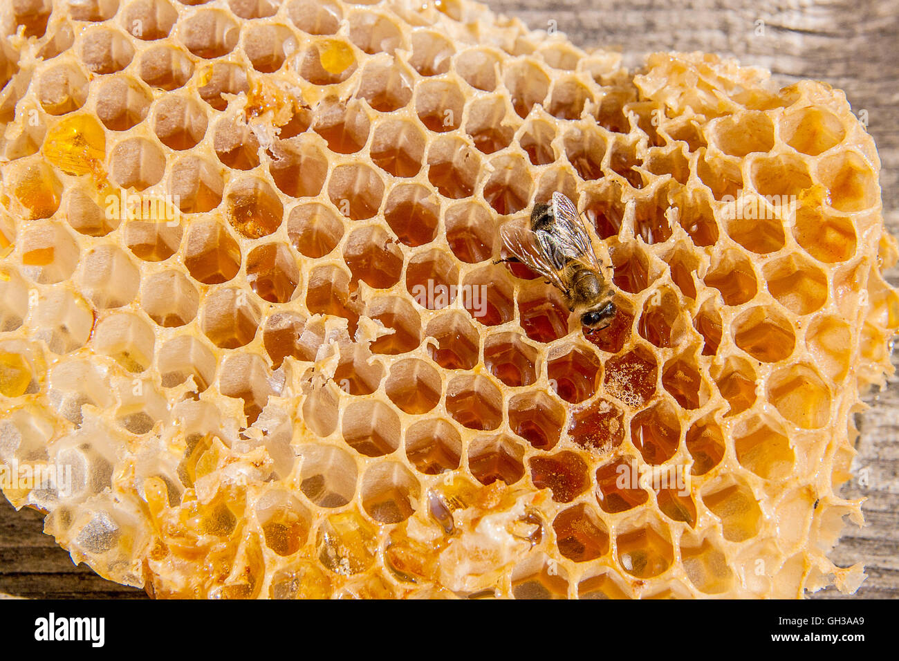 Vista ravvicinata della lavorazione bee sul nido con il dolce miele. La sezione di cera Favo di miele da alveare su legno vintage Foto Stock