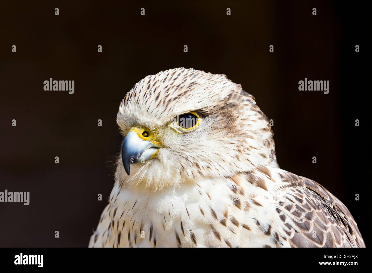 Falcon ibrido (Falco rusticolus x Falco cherrug) Foto Stock