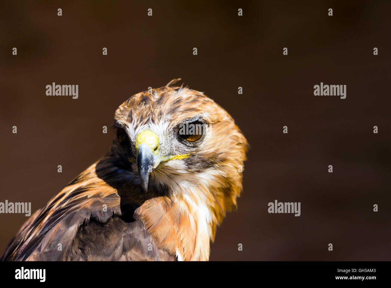 Red-tailed hawk (Buteo jamaicensis) in cattività Foto Stock