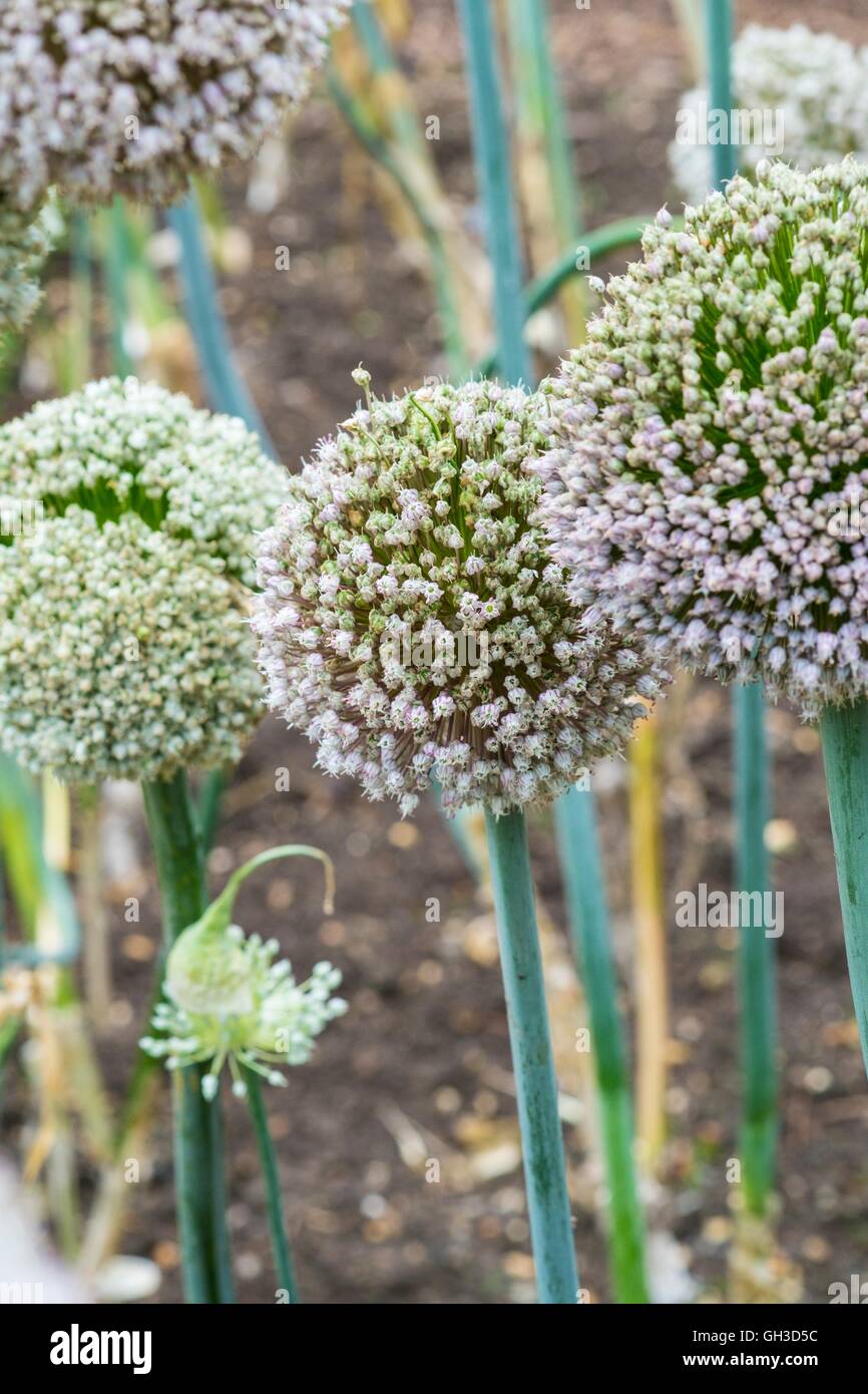 Il Porro - Allium ampeloprasum, teste di seme di Lione Prizetaker, Norfolk, Inghilterra, Luglio. Foto Stock
