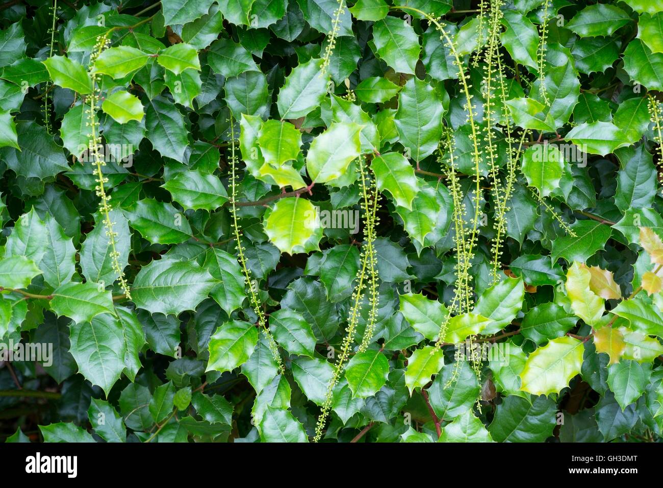 Itea ilicifolia - holly-lasciato guglia dolce, Norfolk, Inghilterra, Luglio. Foto Stock