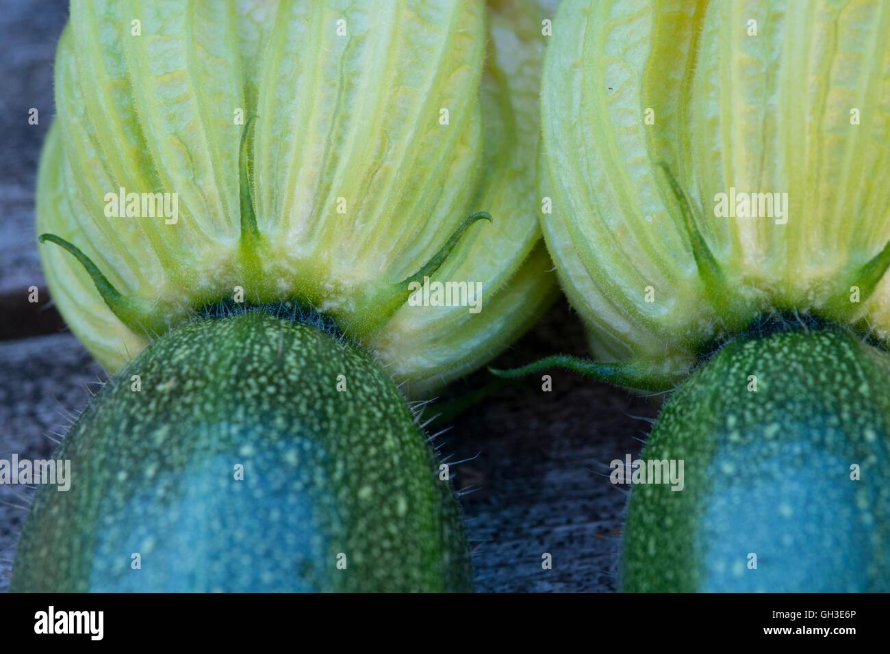 Zucchine o la zucchina, vicino di fiori, Norfolk, Inghilterra, Luglio. Foto Stock