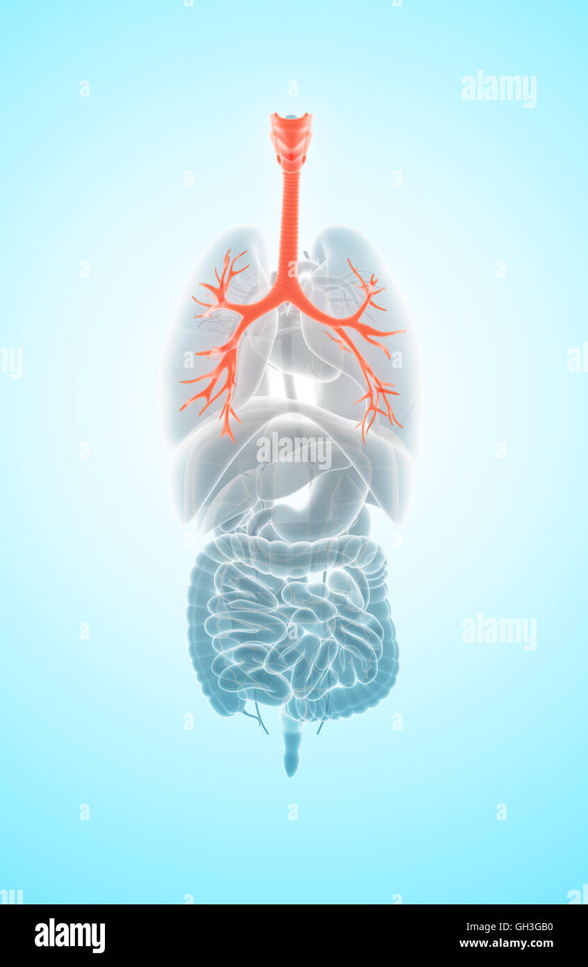 3D illustrazione della laringe Trachea Bronchi parte del sistema respiratorio. Foto Stock