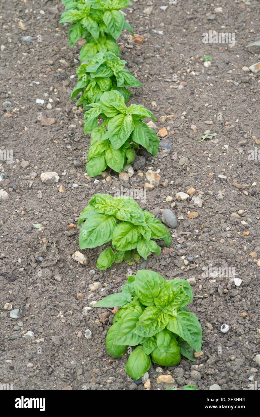 Sweet Basil, Ocimum basilicum, crescente al di fuori, Norfolk, Inghilterra, Agosto. Foto Stock