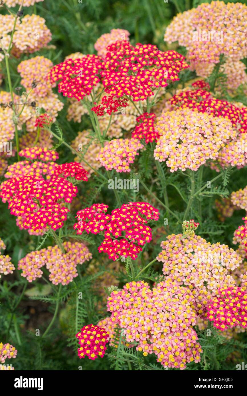 Achillea millefolium - "La paprica' Norfolk, Inghilterra, Agosto. Foto Stock