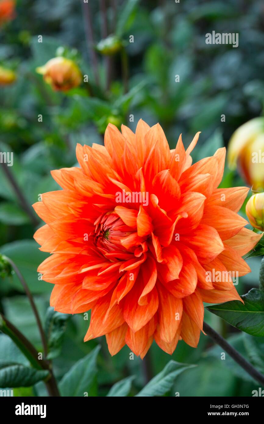 Dahlia 'Mrs Eileen', Norfolk, Inghilterra, Agosto. Foto Stock