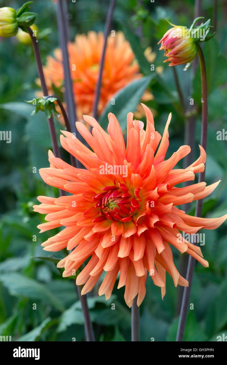 Dahlia 'Ludwig Helfert', Norfolk, Inghilterra, Agosto. Foto Stock