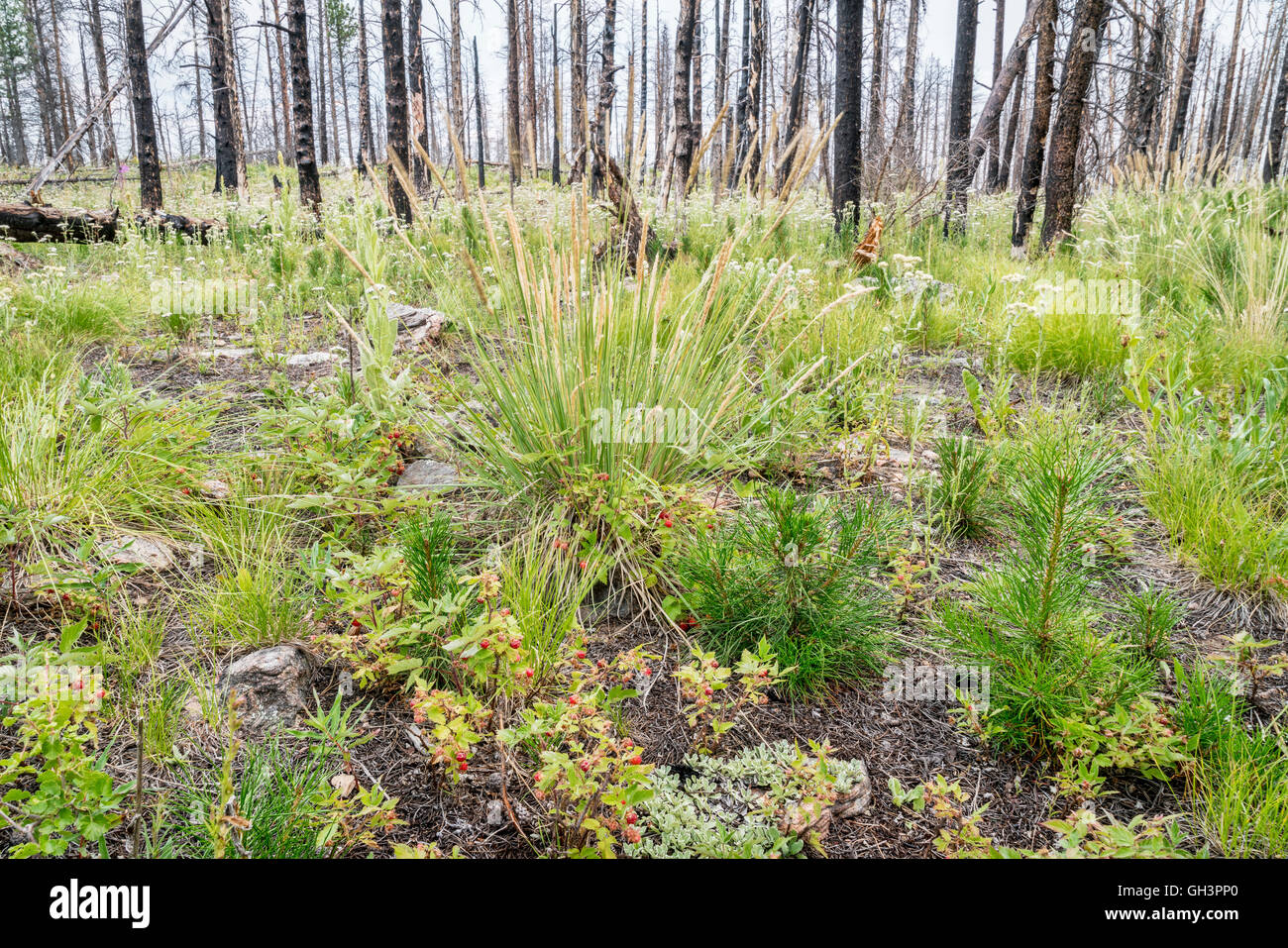 Mountain Pine Forest in recupero dopo wildfire, dalla foresta nazionale di Roosevelt vicino a Fort Collins, Colorado Foto Stock