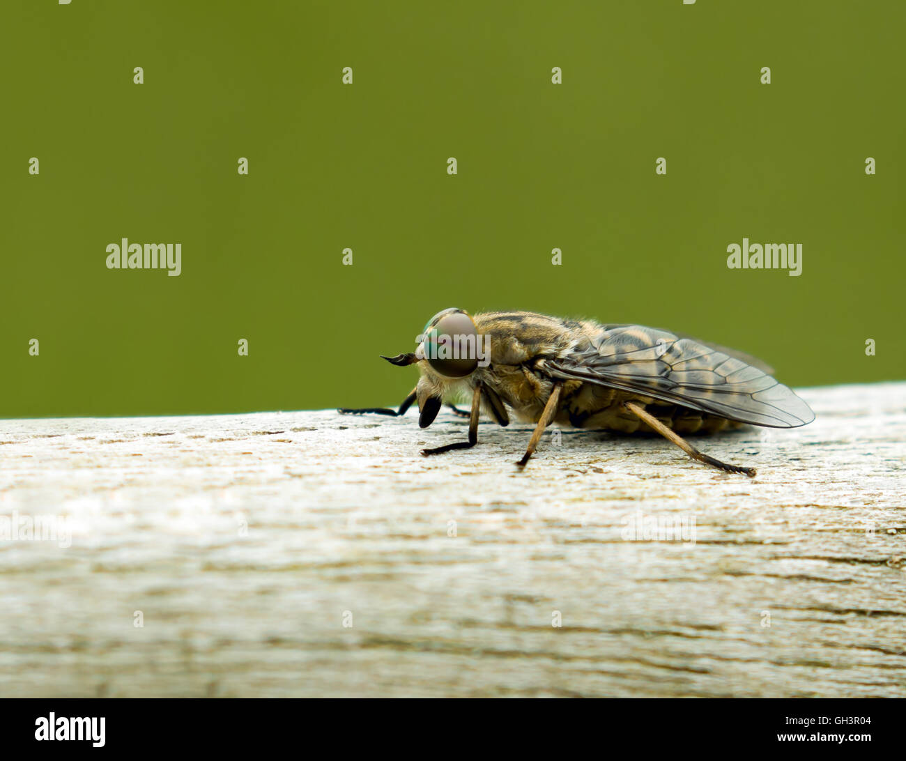 Close-up di mordere Band-eyed Brown Horse-fly. Foto Stock