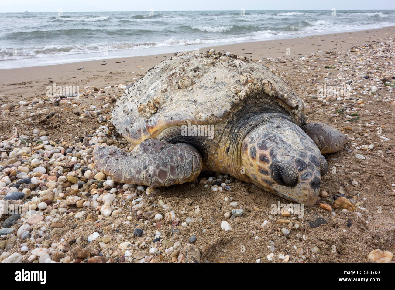 Dead sea turtle sulla spiaggia sabbiosa Foto Stock