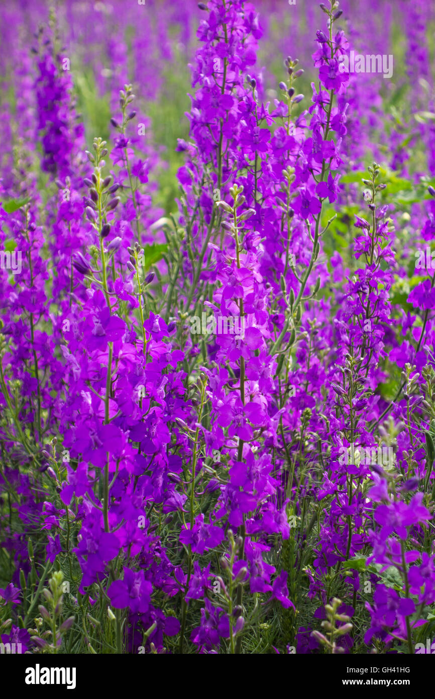 Fiore viola dello sfondo dei campi in Grecia Foto Stock