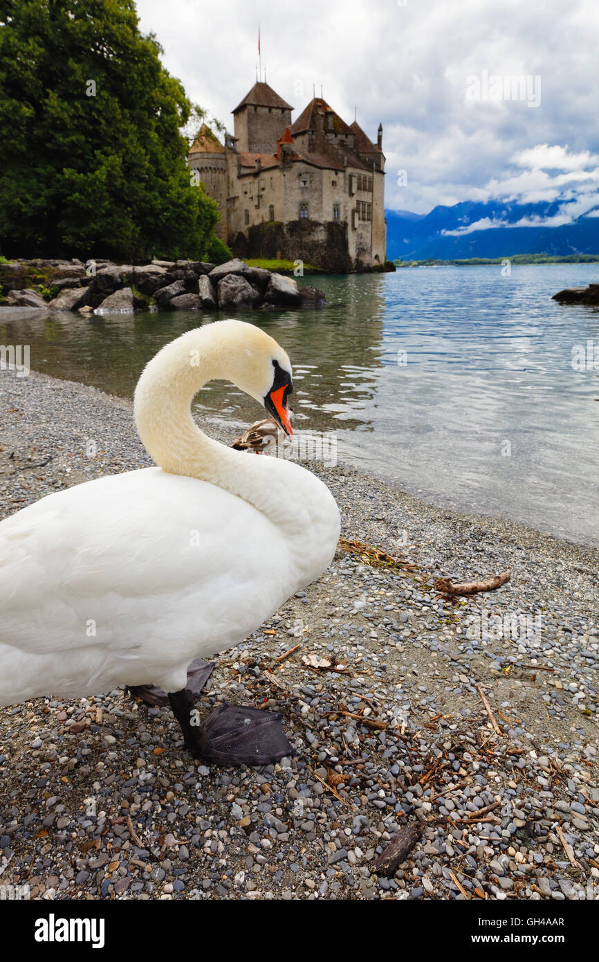 Basso angolo vista ravvicinata di un cigno in piedi lungo un lago con al Castello di Chillon in background, Veytaux, Canton Vaud, Swit Foto Stock