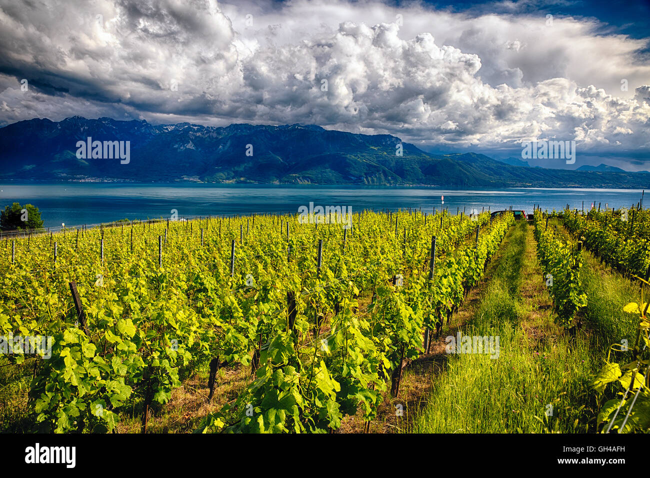 Elevato angolo di visione di un vigneto affacciato sul Lago di Ginevra, vigneto di Lavaux terrazze, Epesses, Canton Vaud, Svizzera Foto Stock