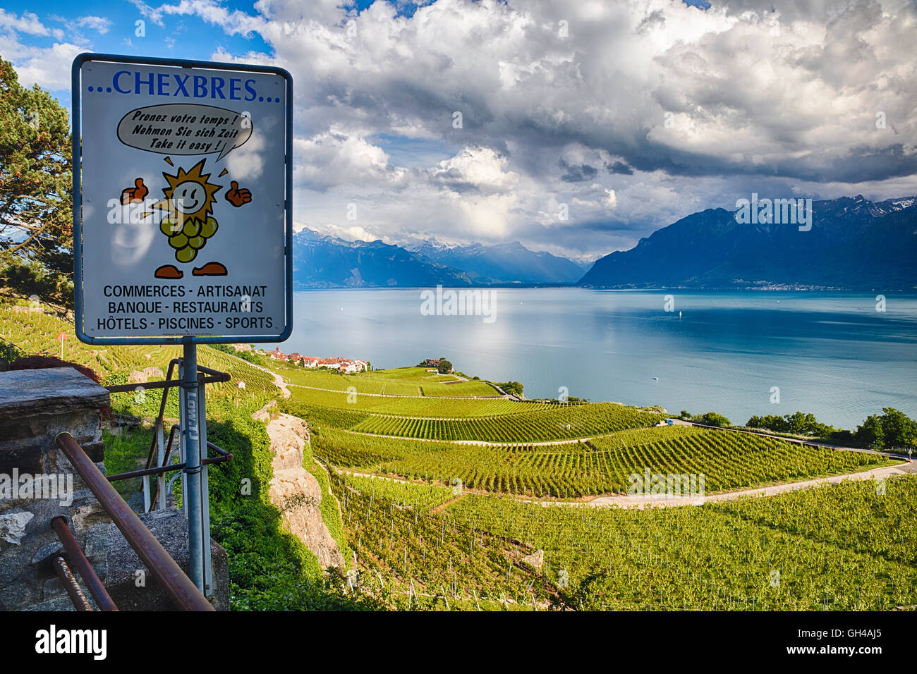 Elevato angolo di visione di un vigneto terrazzato che si affaccia sul Lago di Ginevra, Chexbres, Canton Vaud, Svizzera Foto Stock