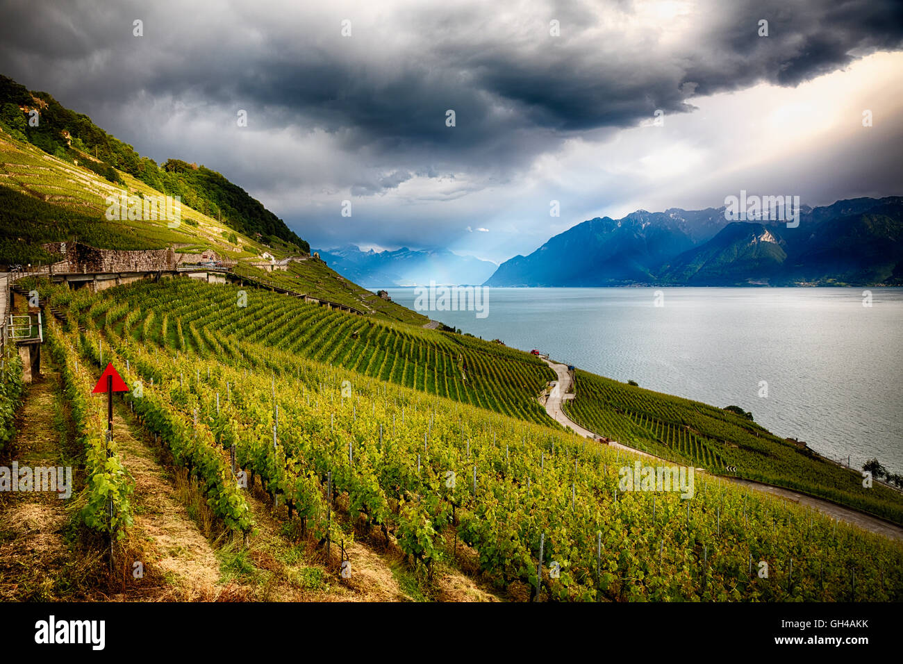 Elevato angolo di visione di un vigneto terrazzato che si affaccia sul Lago di Ginevra, vigneto di Lavaux, Canton Vaud, Svizzera Foto Stock