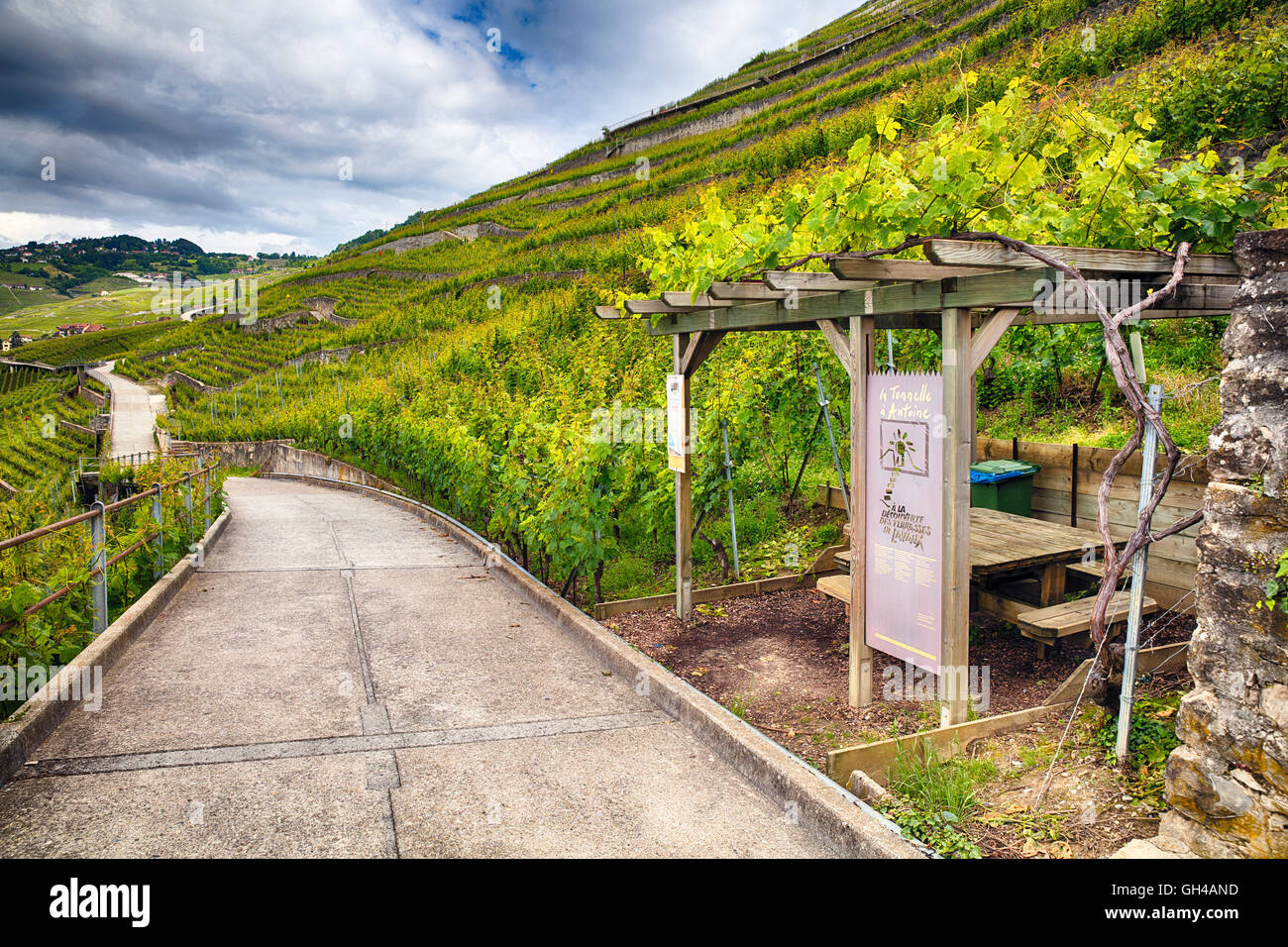 Strada stretta passando attraverso un vigneto con una zona di riposo, Dezaley, vigneto di Lavaux terrazze, Canton Vaud, Svizzera Foto Stock