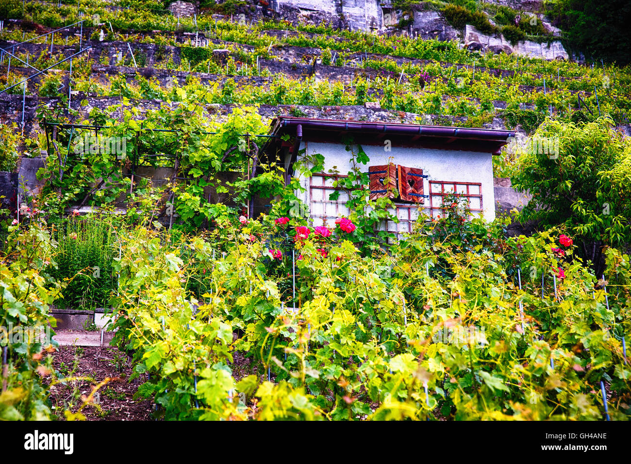 Basso angolo vista di un piccolo Hoiuse in un vigneto, Epesses, vigneto di Lavaux terrazze, Canton Vaud, Svizzera Foto Stock