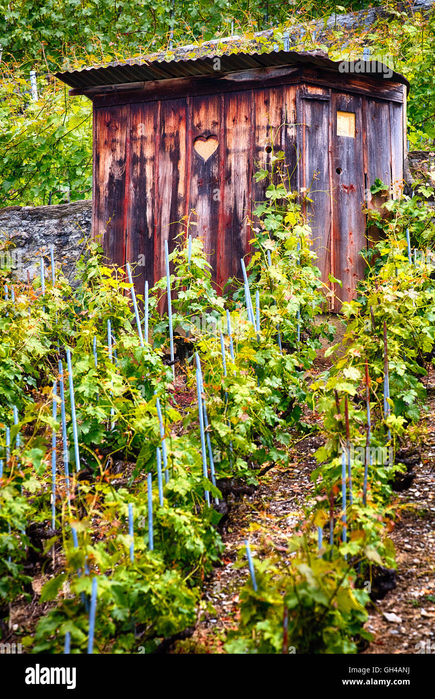 Basso angolo vista di una piccola dipendenza di legno in un vigneto di Lavaux, Vausd cantone della Svizzera Foto Stock