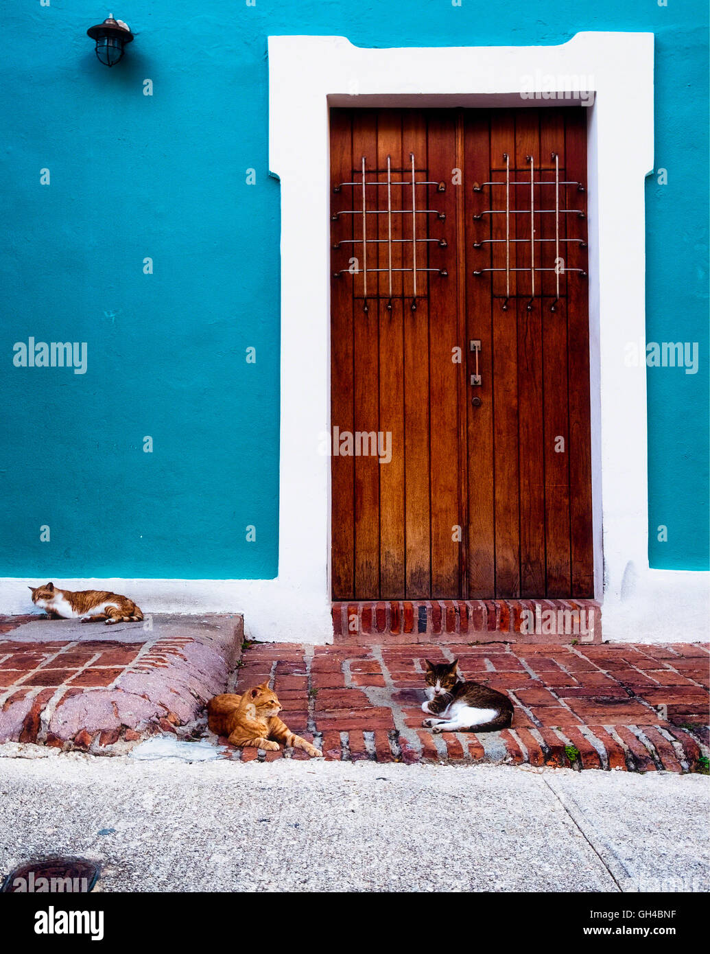 Basso angolo vista di tre gatti randagi sdraiato sulla strada di fronte a un tradizionale stile coloniale spagnolo Casa Vecchia San Juan, Puer Foto Stock