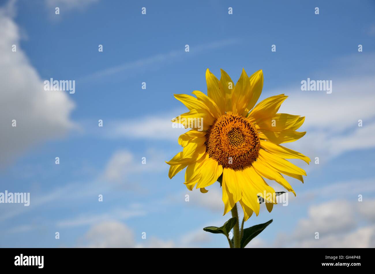 Close-up girasole (Helianthus annuus) Foto Stock