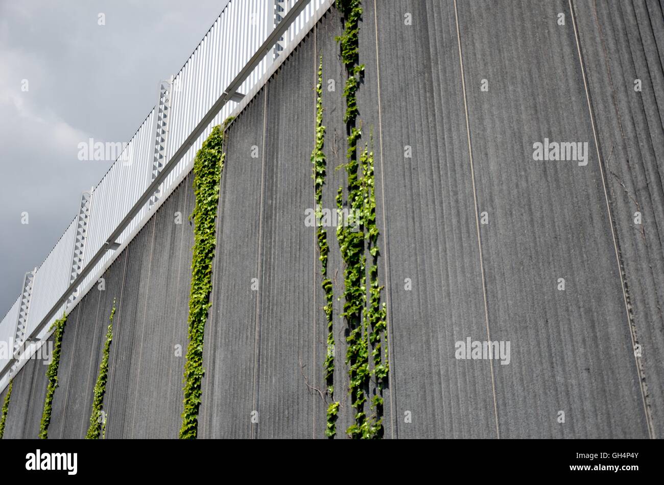 Suono parete isolante e verde pianta rampicante Foto Stock