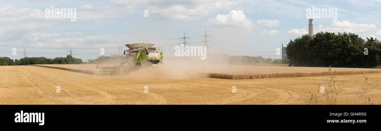 Prodotti agricoli, macchinari, agricoltura, trincia semovente, agriturismo, raccolta, colture, polvere, commerciali, di commercializzazione, di commercializzazione, Foto Stock