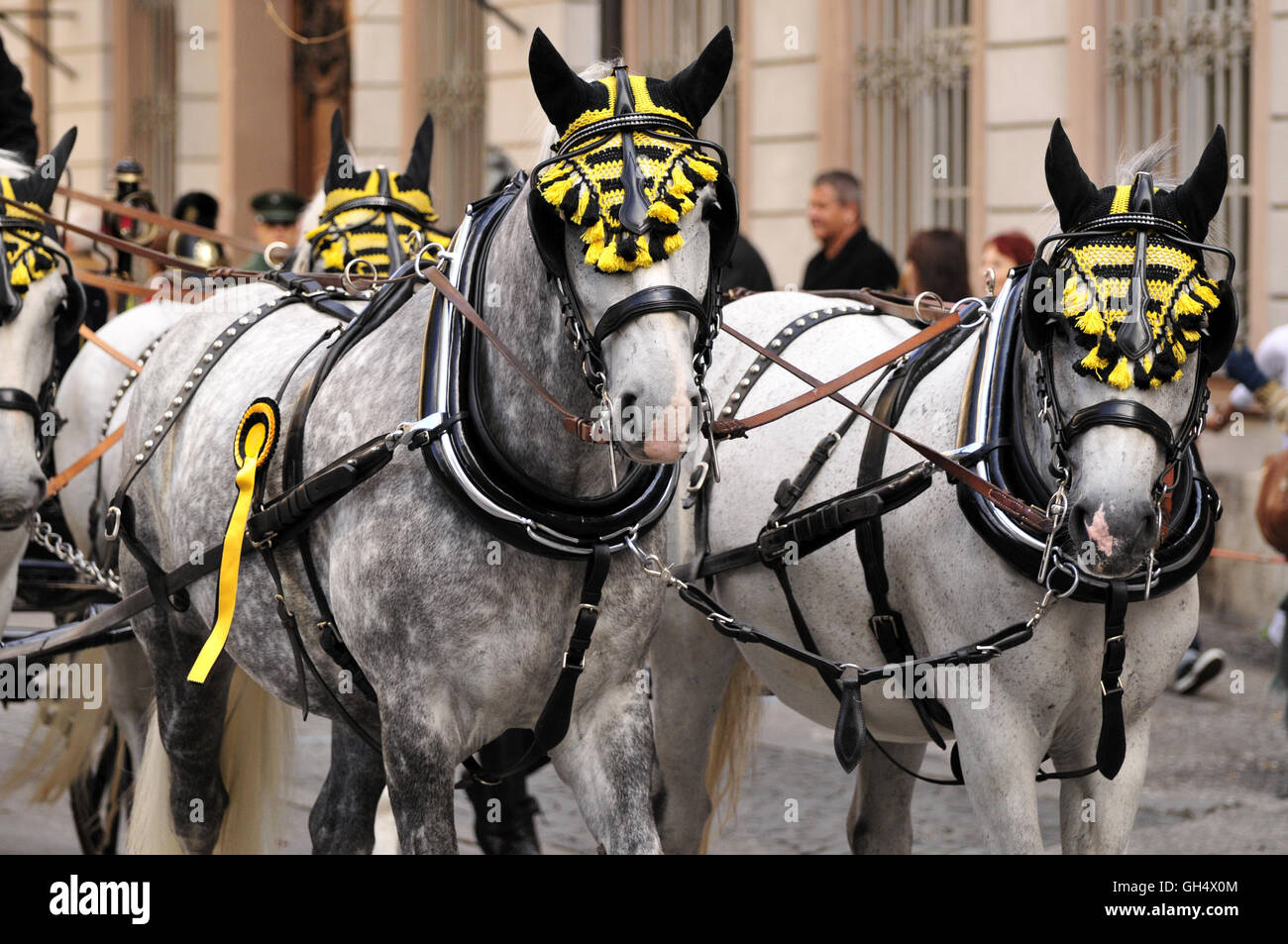 Geografia / viaggi, in Germania, in Baviera, Monaco di Baviera, splendidamente decorata di cavalli sul tradizionale processione in costume tradizionale per l'Oktoberfest, Additional-Rights-Clearance-Info-Not-Available Foto Stock