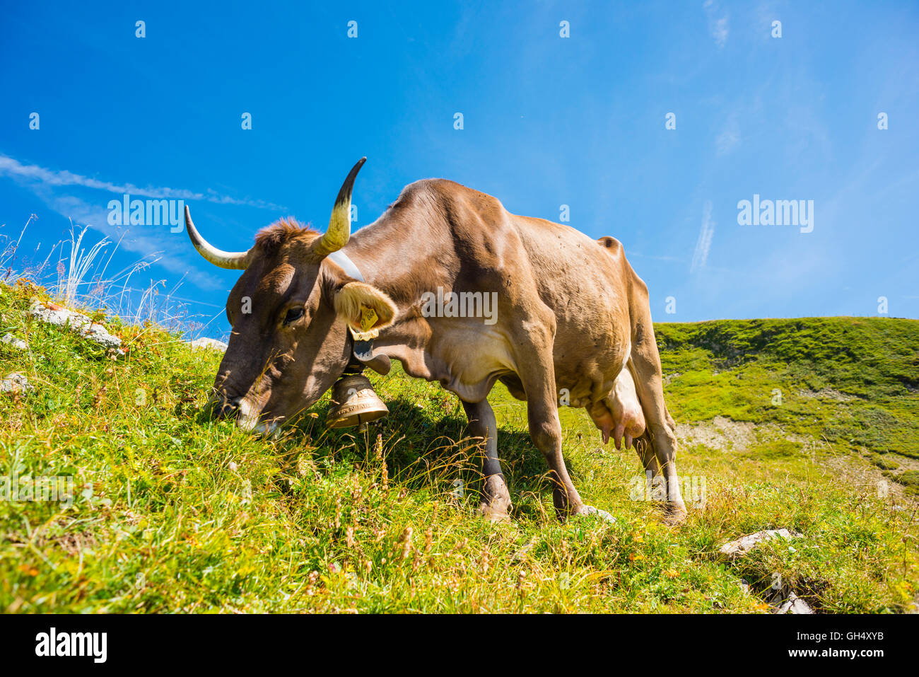 Zoologia / animali mammiferi (Mammalia), razza di bovini domestici Allgaeu Razza Braunvieh (Bos primigenius taurus) su un Alm al Nebelhorn (picco) vicino a Oberstdorf, Additional-Rights-Clearance-Info-Not-Available Foto Stock