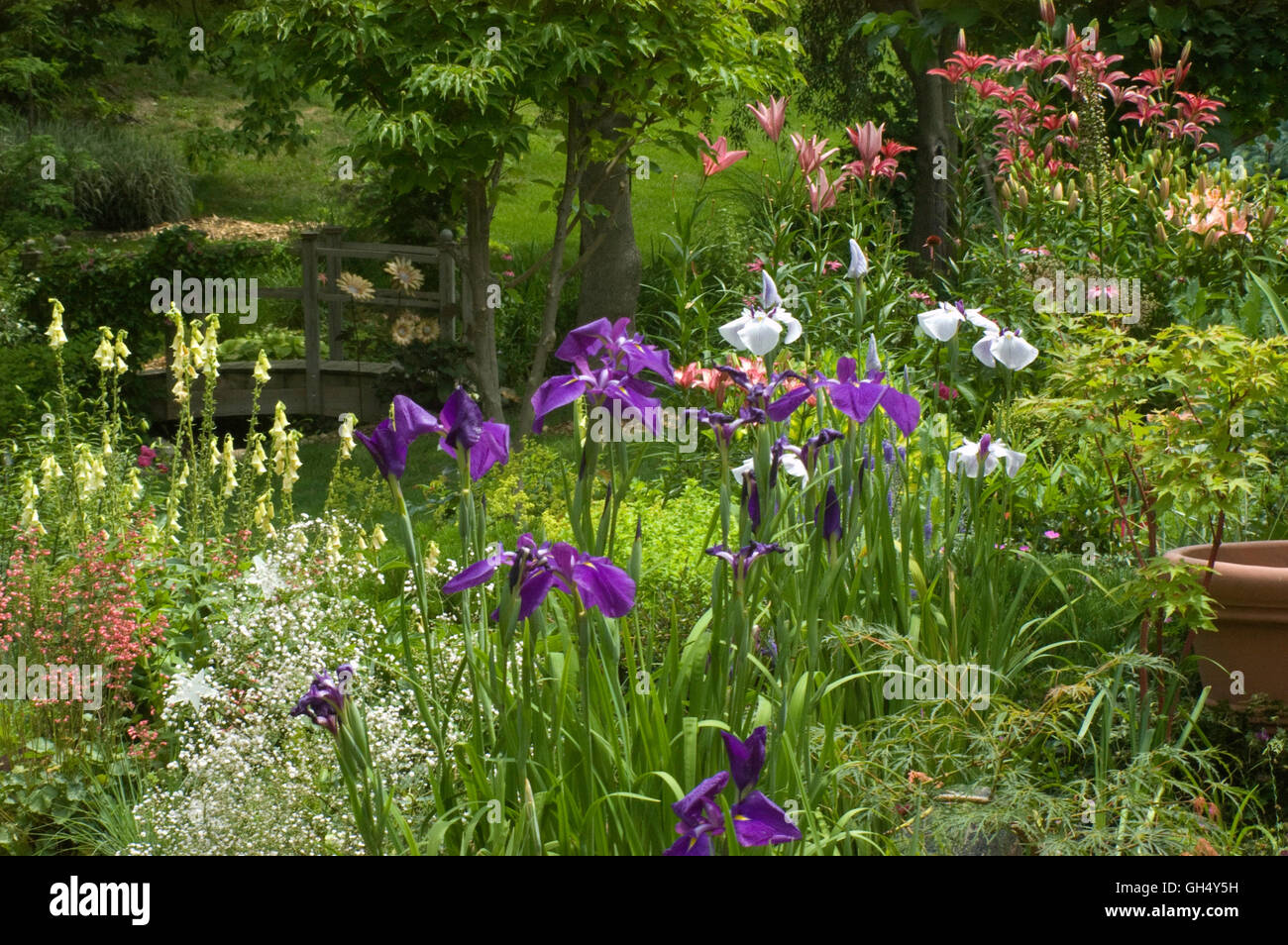 Giardino con Iris, digitalis, gigli, Heuchera Foto Stock